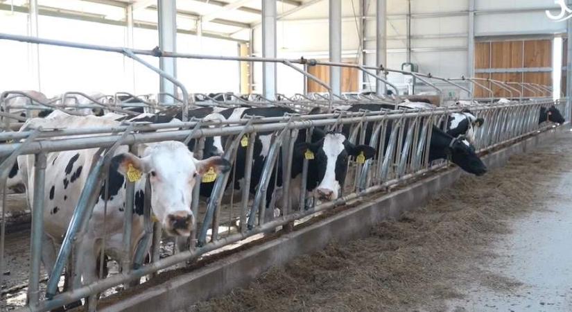 Több és jobb tej, nyugodtabb állatok: a mezőhegyesi robotizált istállók első éve (videó)