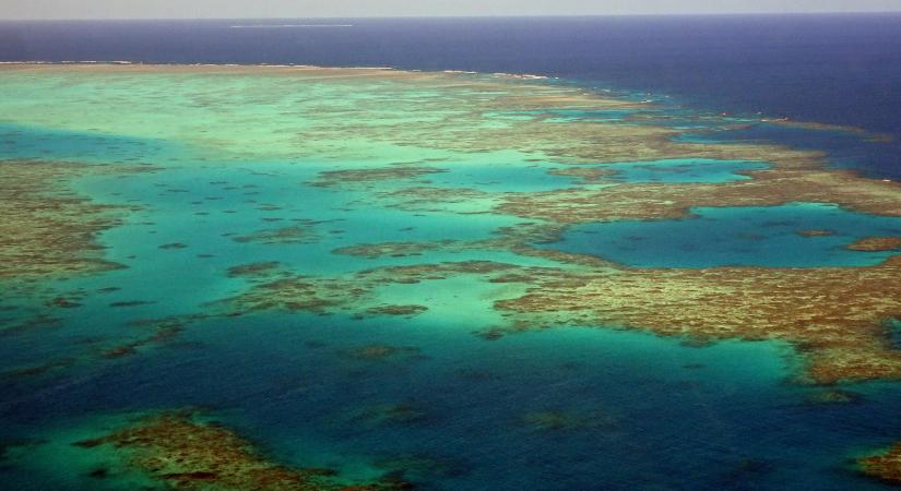 A világ korallzátonyainak 14 százaléka eltűnt egy évtized alatt