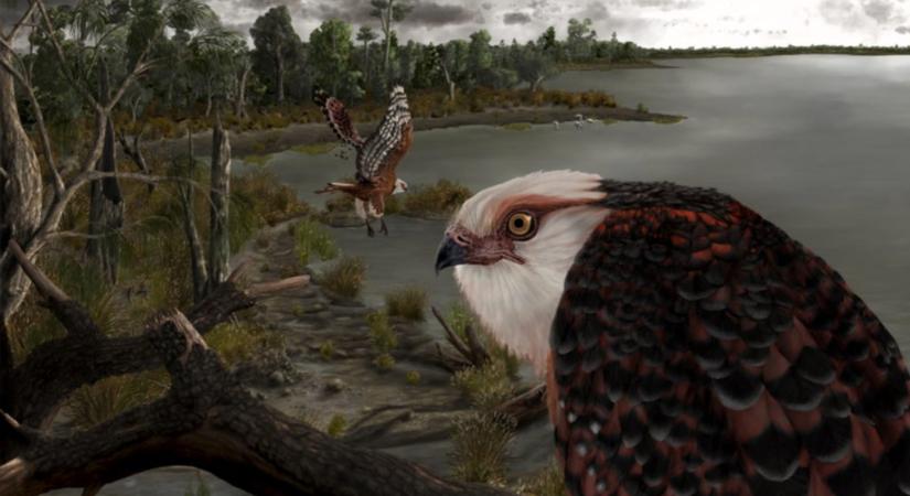 Óriás sas élt Ausztráliában 25 millió éve