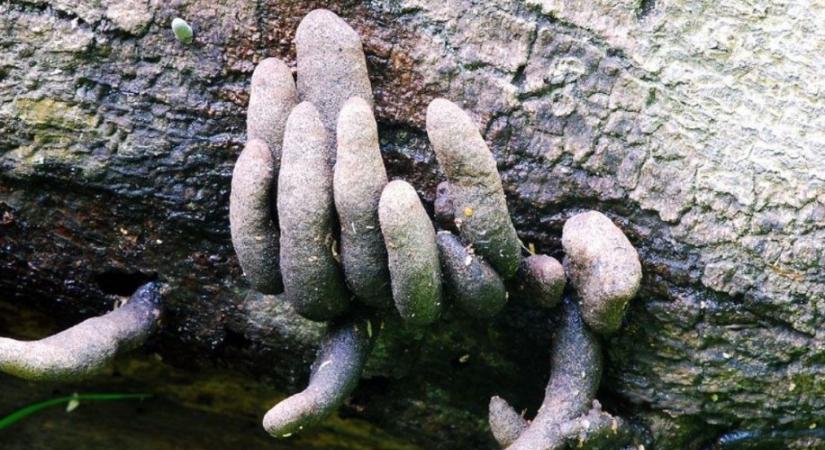 Halloween a természetben: halott ember ujjairól kapta a nevét ez a gomba