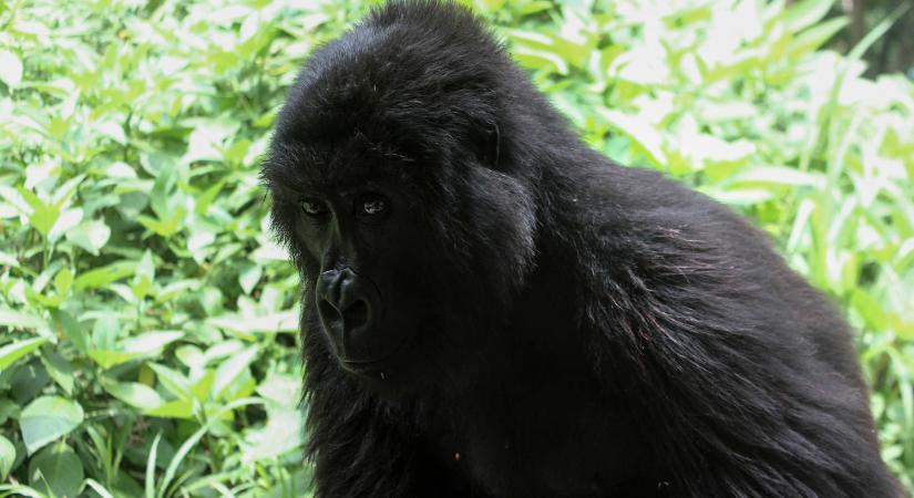 Elpusztult a szelfivel világhírűvé vált gorilla