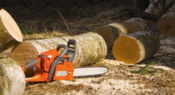 1000 fát vágnak ki Újbudán a 338 milliárd forintos Déli Körvasút építése miatt