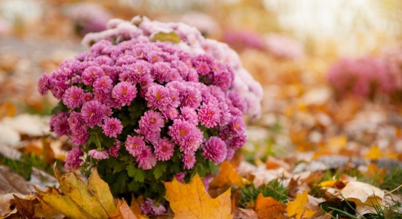 5 hidegtűrő virág őszre, amiktől színpompás lesz az erkélyed még decemberben is