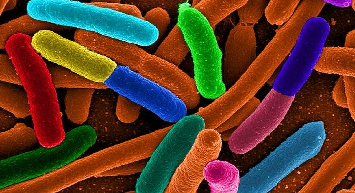Génmódosított baktériumokkal keresik a taposóaknákat