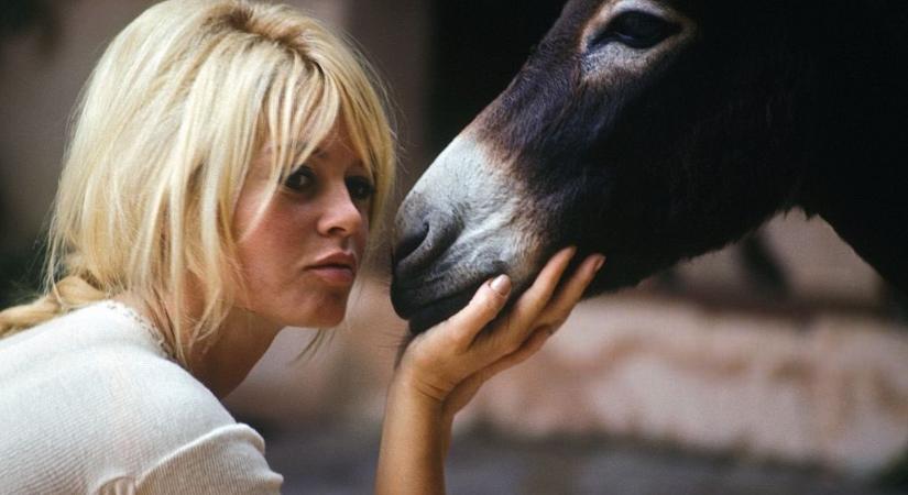 Brigitte Bardot a vadászati világkiállítás szervezőinek üzent: “Világunkat uralma alá hajtja a barbárság”