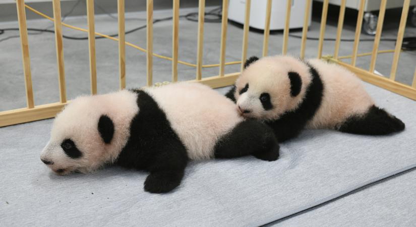 Nevet kaptak a tokiói állatkert apró pandaikrei