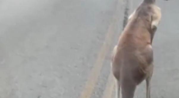 Három kenguru szökött meg az oklahomai állatkertből - videó