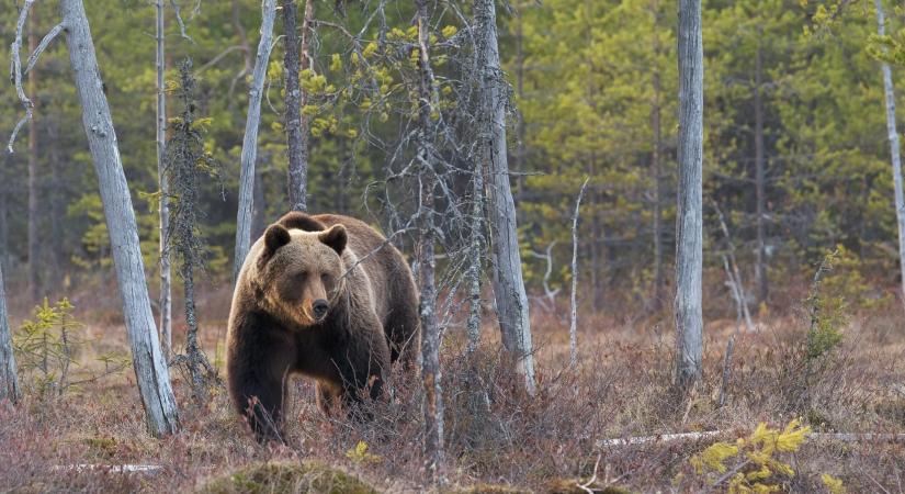 Túl közel ment a medvéhez a Yellowstone Nemzeti Parkban, börtönbe zárják