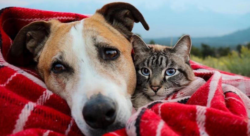 Létezik kutya és cica között barátság: Ez a két tündéri négylábú a legjobb bizonyíték erre - Galéria