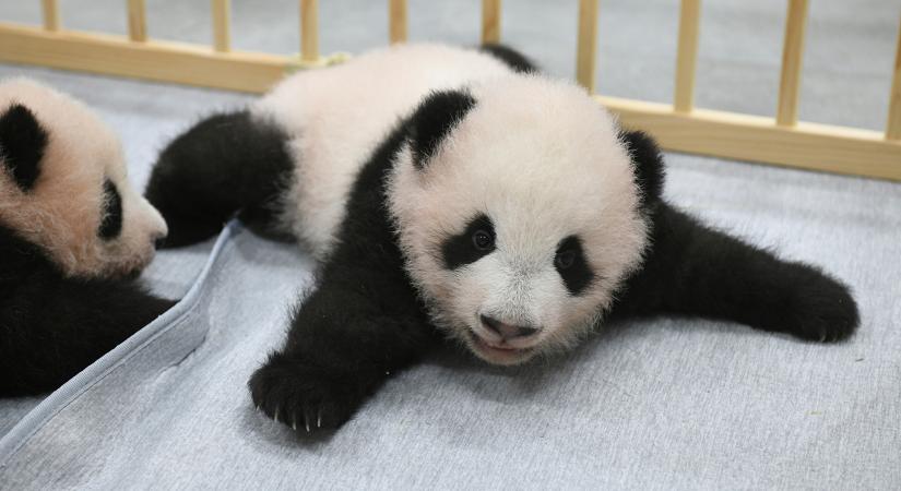 Nevet kaptak a tokiói állatkert népszerű pandaikrei