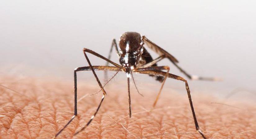 Ezek az új veszélyes szúnyogok telepedtek meg Pécsen