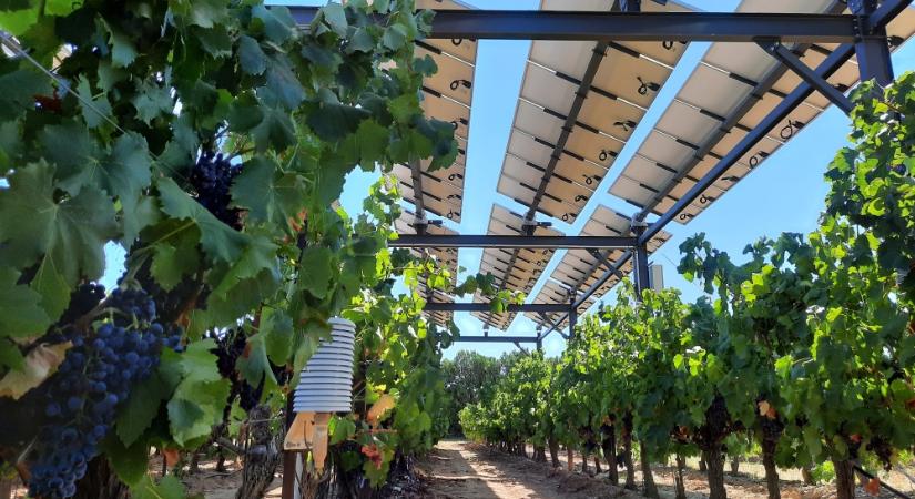 Napelemekből álló tetővel védi a szőlőültetvényét a klímaváltozás hatásaitól egy francia borász
