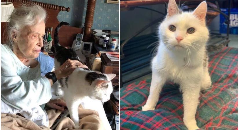 A menhely legidősebb macskáját fogadta örökbe a 101 éves hölgy