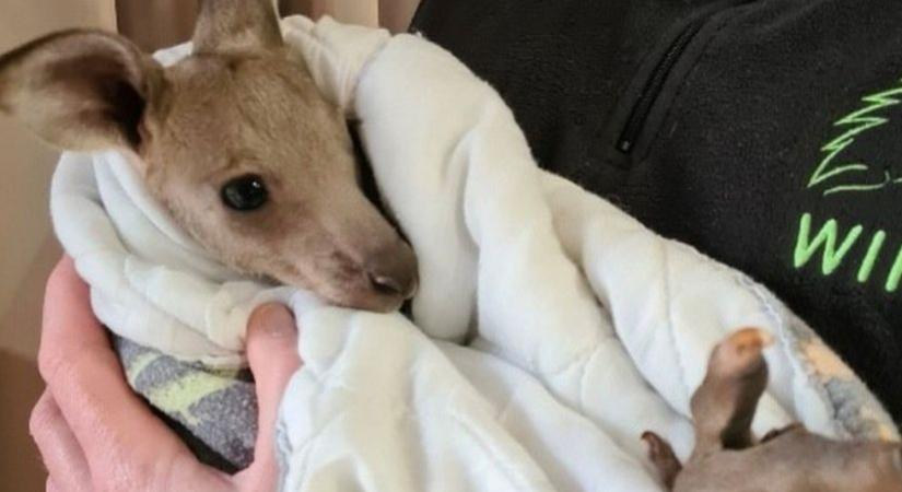 14 kengurut ölt meg két tinédzser Ausztráliában