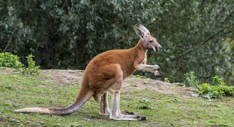 Döbbenet: 14 kengurut ölt meg két tinédzser Ausztráliában
