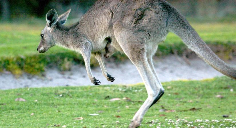 Tizennégy kengurut mészárolt le két ausztrál diák