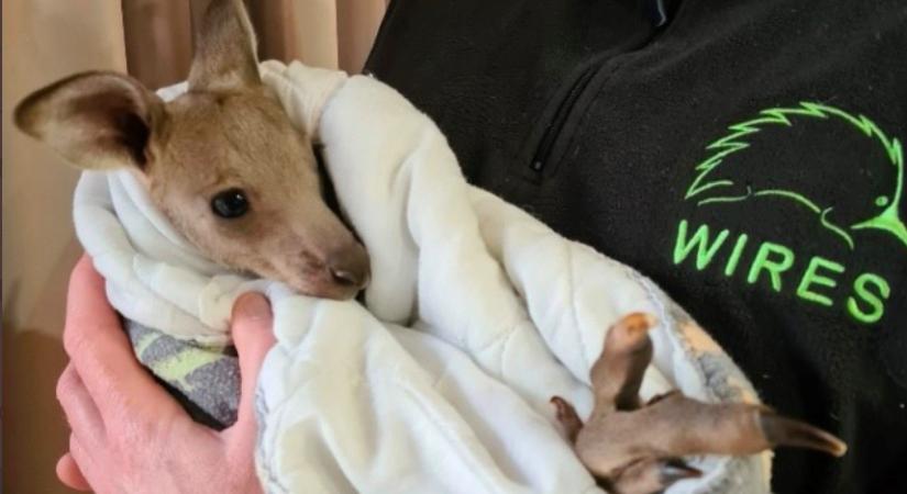 14 kengurut mészároltak le tizenévesek Ausztráliában