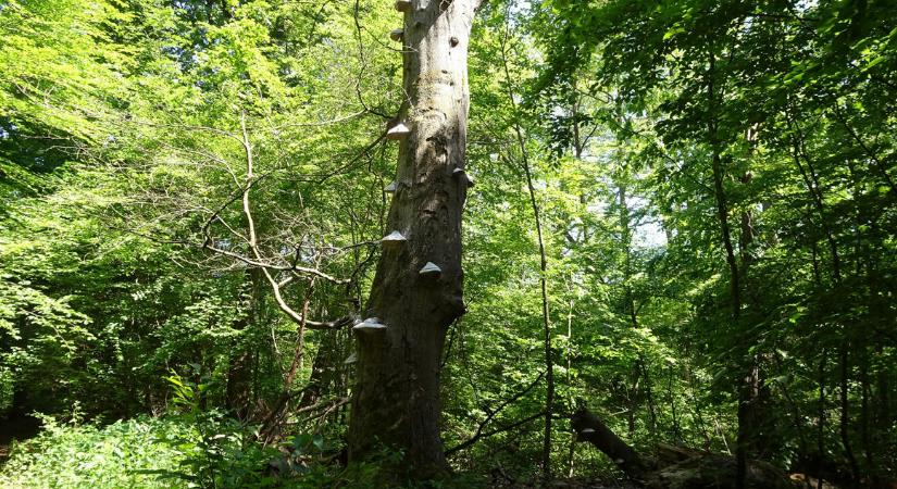 A holtfák és a cserjék az erdők biológiai sokféleségének kulcsai