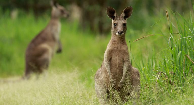 14 kengurut gyilkolt meg két ausztrál tinédzser