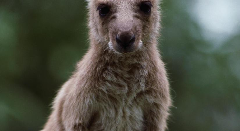 Több mint egy tucat kenguru megölésével vádol két tinédzsert a rendőrség: 14 állat tetemére bukkantak