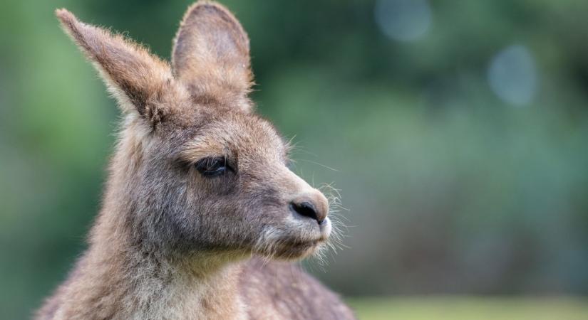 Kegyetlenül lemészárolt 14 kengurut két tinédzser Ausztráliában