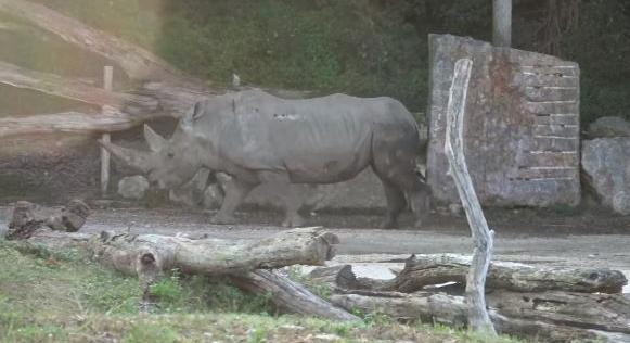 Elpusztult a világ legidősebb rinocérosza