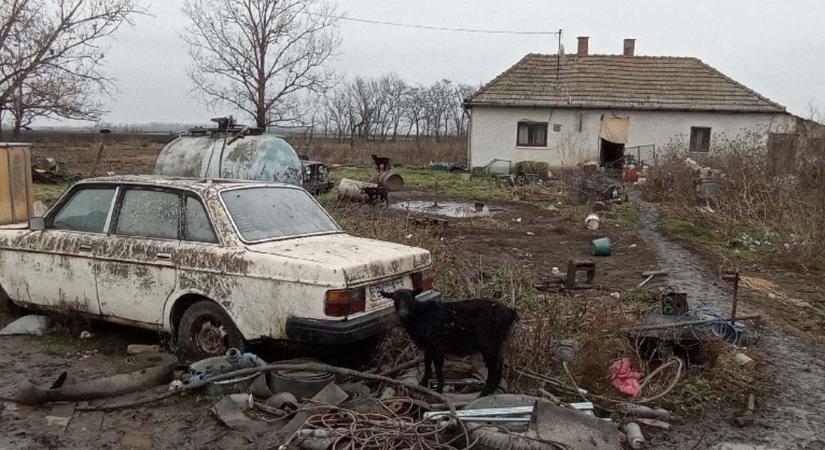 Horrortanya a Tisza-mentén – pásztorkutyák lakmároztak a tetemekből