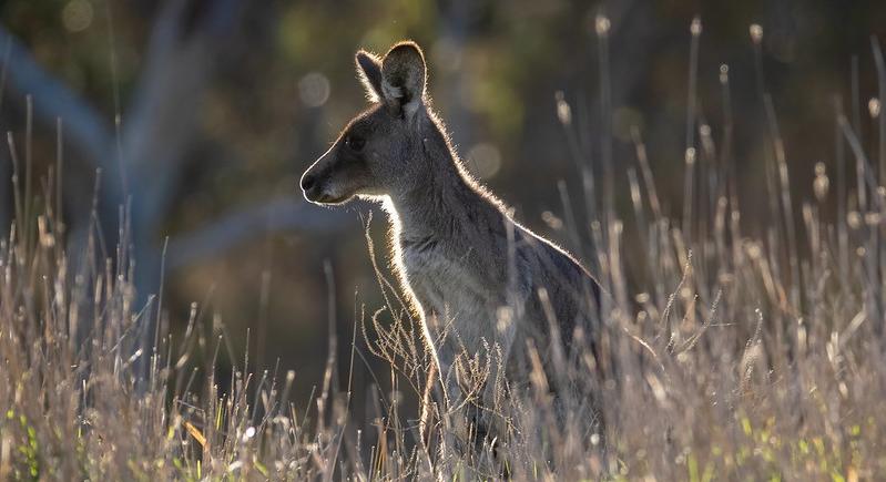 Tucatnyi kenguru megölésével vádol két tinédzsert az ausztrál rendőrség