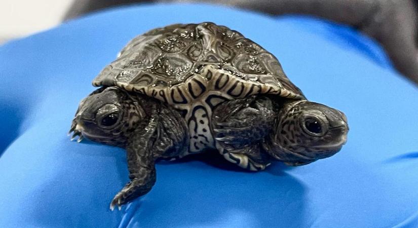 Kétfejű, hatlábú teknős született egy massachusettsi vadasparkban