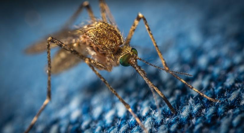 Vért utánozva pusztítanák el a maláriaszúnyogokat