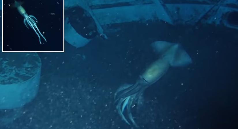 Óriási tengeri szörnyetegre bukkantak az óceán mélyén