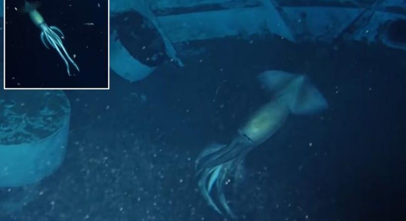 Óriási szörnyetegre bukkantak az óceánban – a tudósok is megrémültek