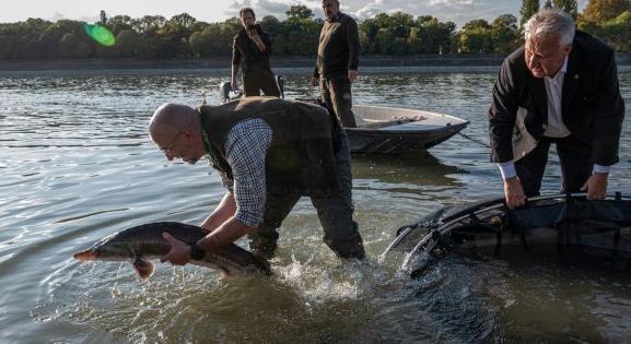 Mintegy ezer, a vadászati világkiállításon bemutatott tokhalat engedtek vissza a Dunába