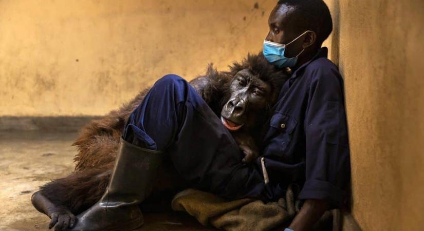 Érzelmes búcsú: a gorilla annak a vadőrnek a karjai közt halt meg, aki kölyökkorában megmentette