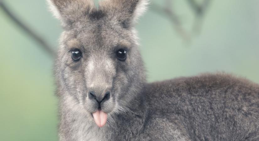 Elszabadult kenguru borzolta a kedélyeket: videón és fotókon mutatjuk a kis kóborlót