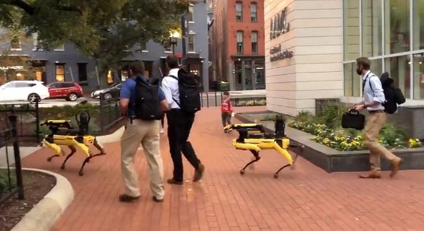 Videó: Sétálni vitték robotkutyáikat a Boston Dynamics munkatársai Washington belvárosában