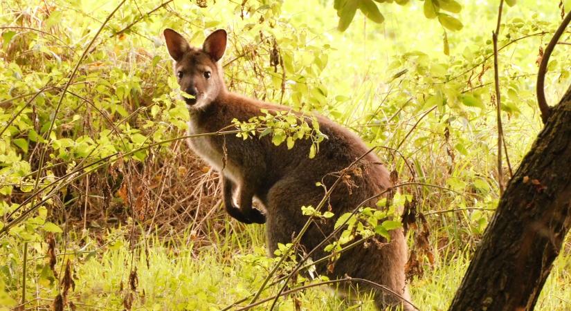 Elfogtak egy kengurut a szomszédos Vas megyében