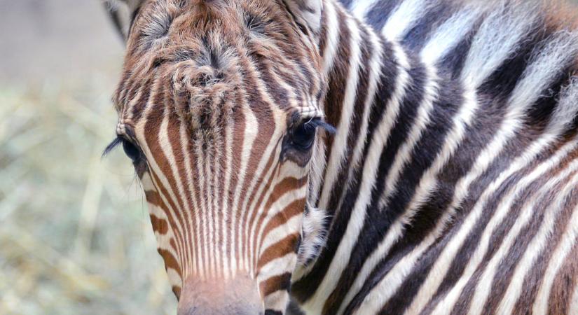 Elképesztően cuki zebracsikó született a budapesti állatkertben
