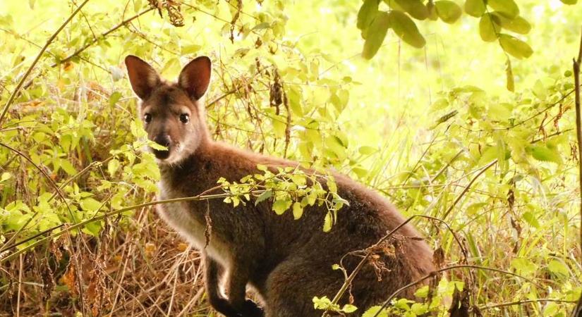 Ilyet se látni minden nap! Cuki kengurut fogtak a szomszéd megyében (videó)