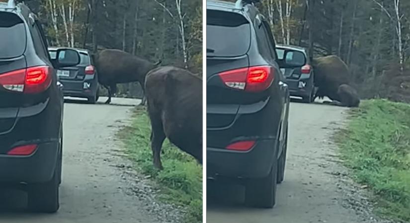 Autóba szorult egy bölény feje egy kanadai szafariparkban – videó