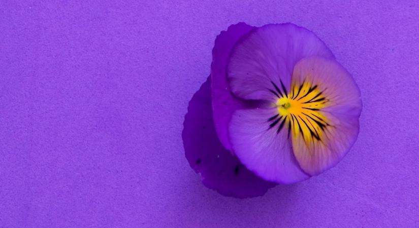 4 tény a liláról, az Isten ajándékáról