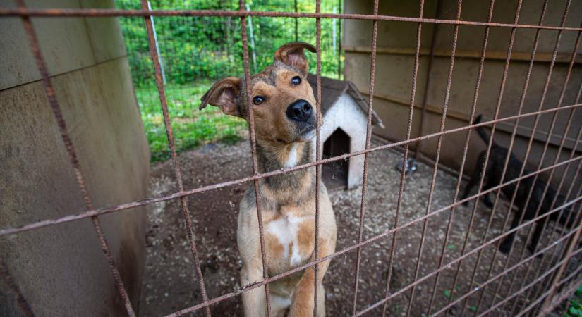 Tápot gyűjtenek a salgótarjáni állatvédő egyesület árván maradt kutyáinak