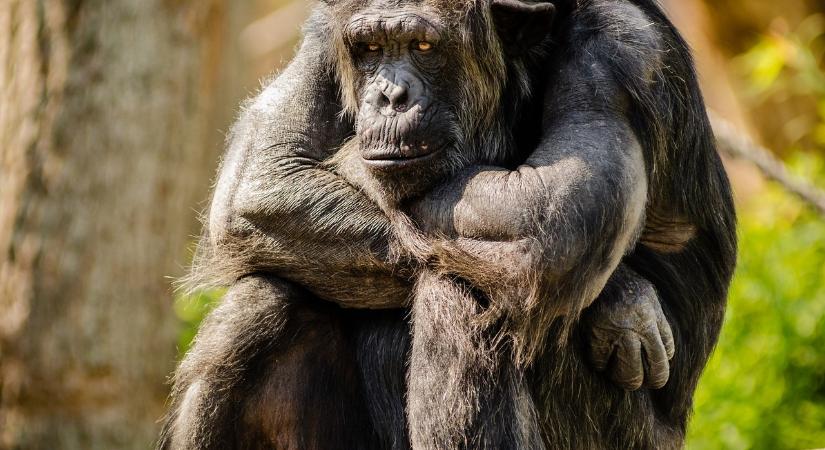 Kimutatták a lepra jelenlétét a vadonélő csimpánzokon