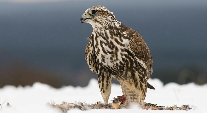 Európában minden ötödik madárfaj veszélyeztetett