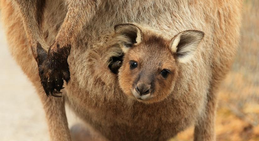 Így esznek a sóstói kengurubébik (videó)