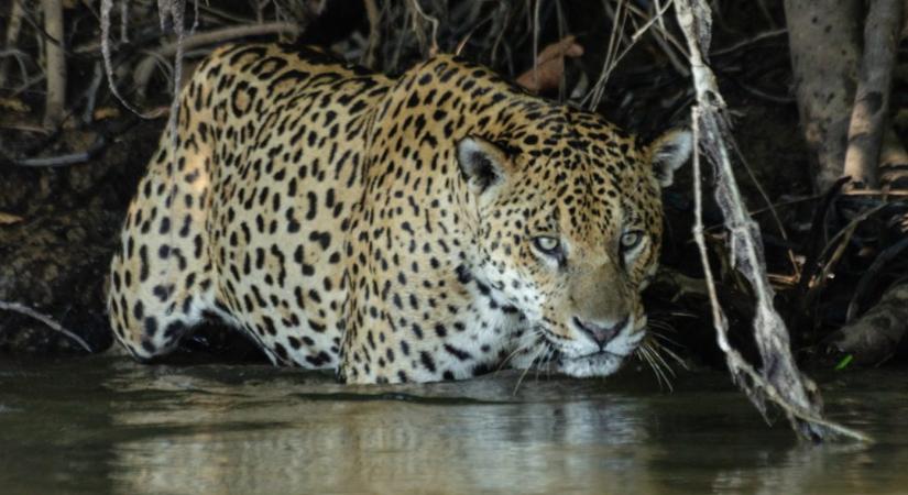A Pantanal halászó jaguárjai