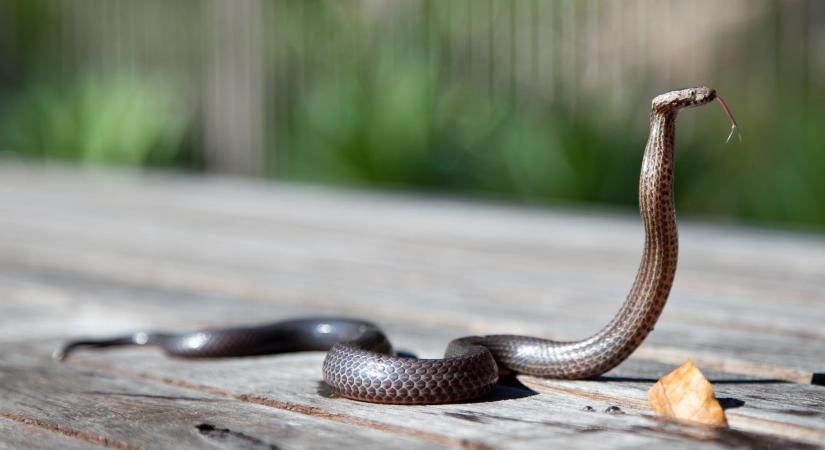 Kígyót találtak egy buszon a budai Várban, és ezzel még nincs vége