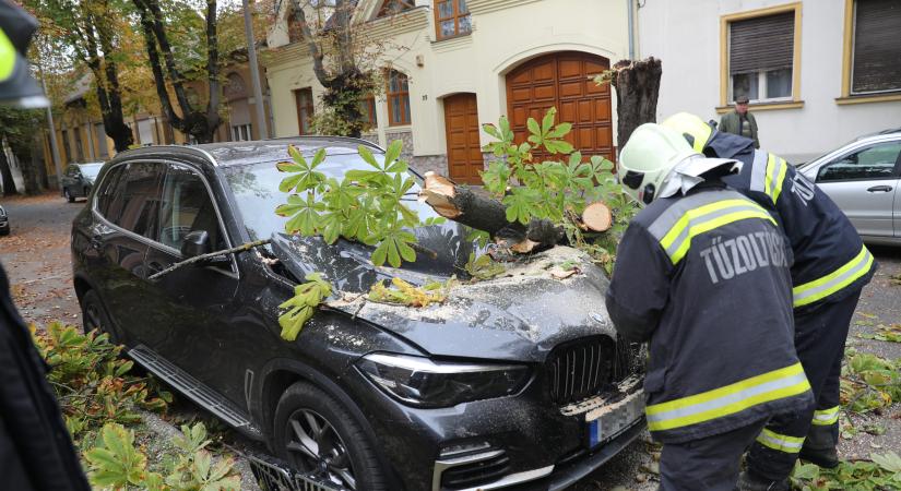Gesztenyefa zúzta össze a méregdrága BMW-t Kaposváron