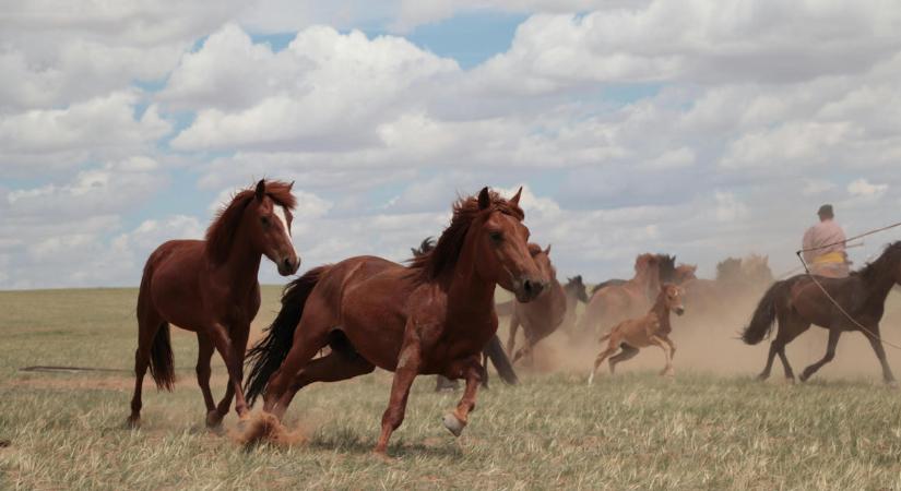 Magyar kutatók segítettek meghatározni a mai lovak őseinek eredetét