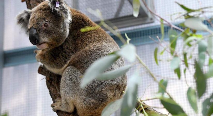 A koalák földjén fittyet hánynak a klímavédelemre
